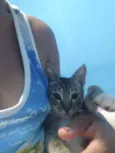 Bijú 