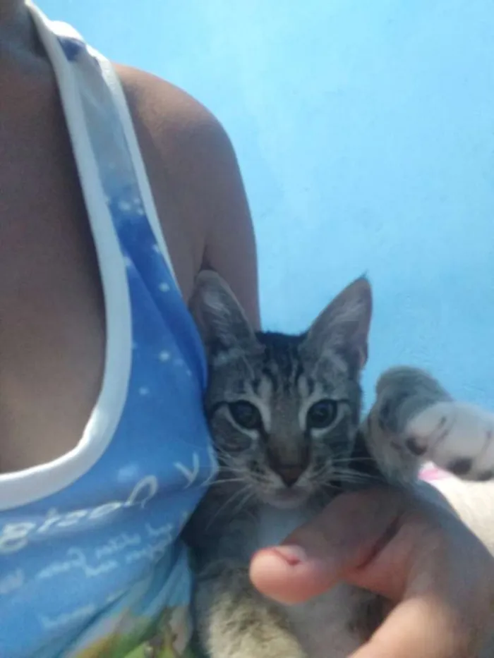 Gato raça SRD idade 2 a 6 meses nome Bijú 