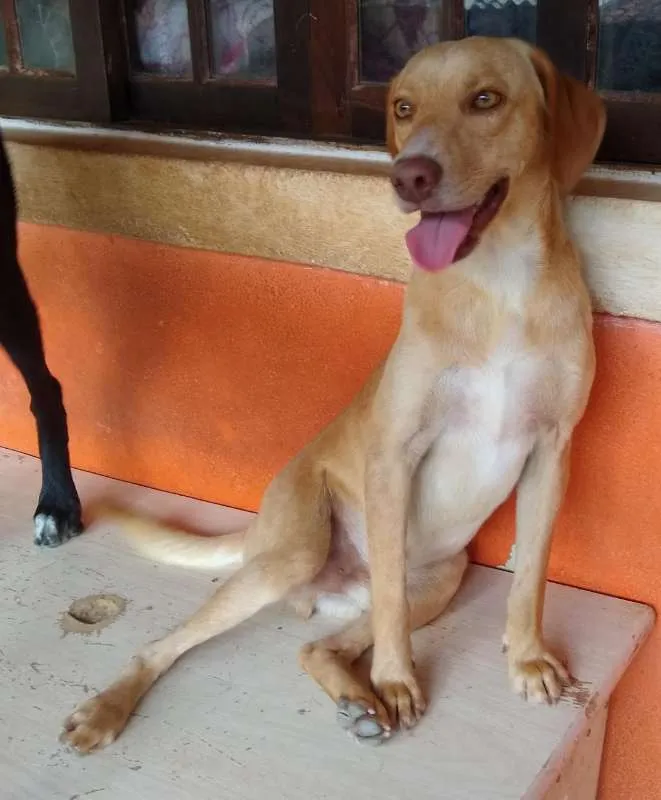 Cachorro ra a SRD idade 1 ano nome Douglas