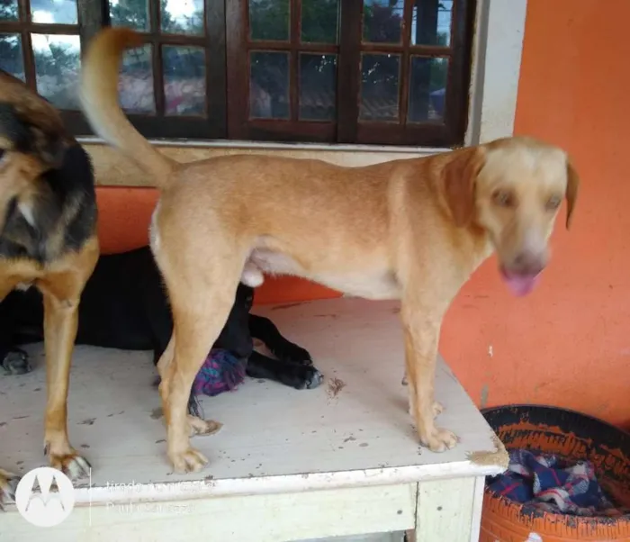 Cachorro ra a SRD idade 1 ano nome Douglas