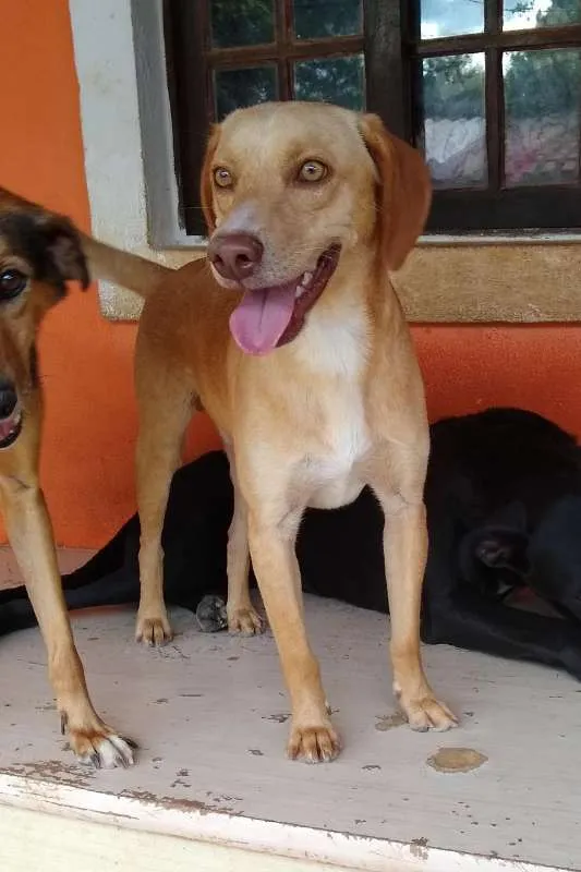 Cachorro ra a SRD idade 1 ano nome Douglas
