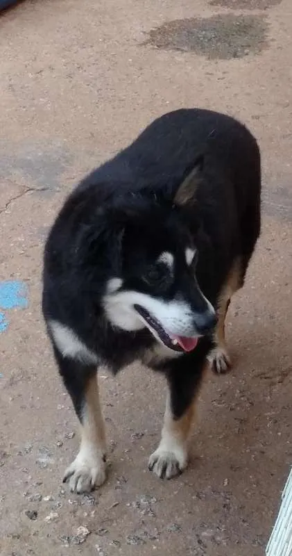 Cachorro ra a SRD idade 6 ou mais anos nome Toquinho