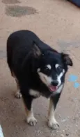 Toquinho