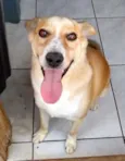 Alemão