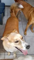 Alemão