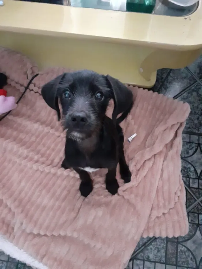 Cachorro ra a Sem raça  idade 2 a 6 meses nome Nino