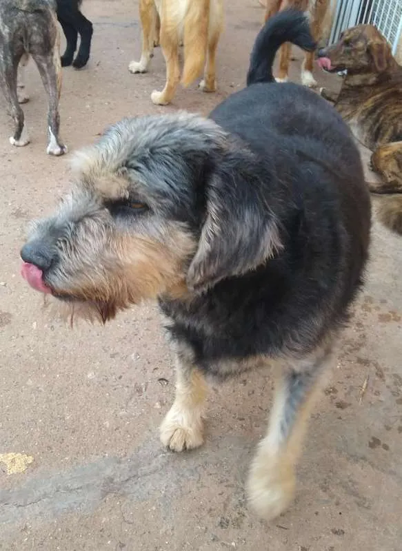 Cachorro raça SRD idade 4 anos nome Madruga