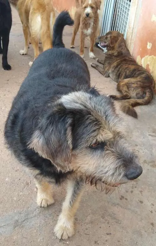 Cachorro raça SRD idade 4 anos nome Madruga