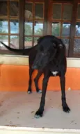 Estrela