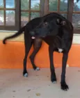 Estrela