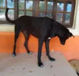 Estrela