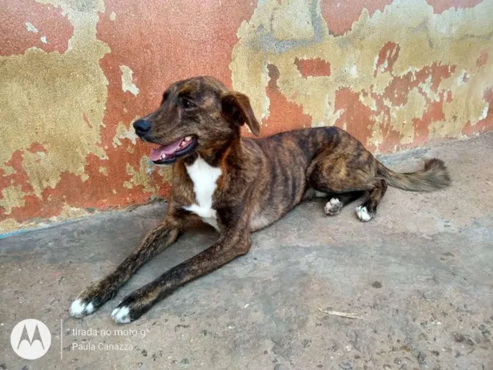 Cachorro ra a SRD idade 3 anos nome Raj