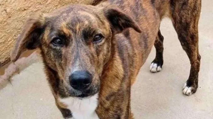 Cachorro ra a SRD idade 3 anos nome Raj