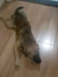 Biscoito