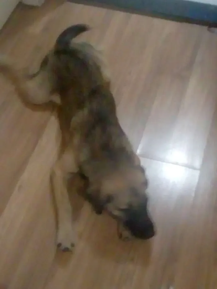 Cachorro ra a SRD idade 2 a 6 meses nome Biscoito