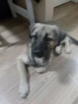 Biscoito