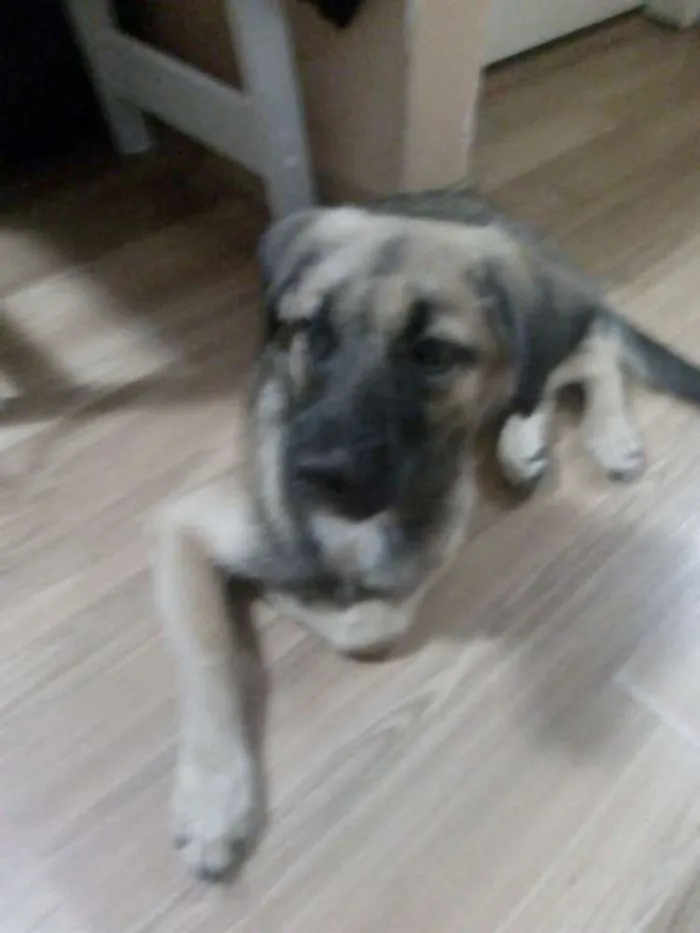 Cachorro ra a SRD idade 2 a 6 meses nome Biscoito