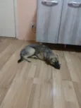 Biscoito
