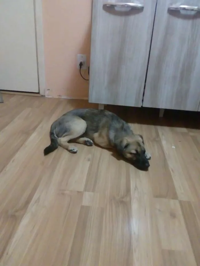 Cachorro ra a SRD idade 2 a 6 meses nome Biscoito