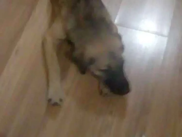 Cachorro ra a SRD idade 2 a 6 meses nome Biscoito