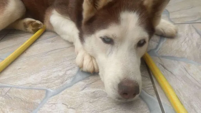Cachorro ra a Husky siberiano idade 6 ou mais anos nome Spyke