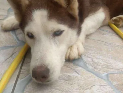 Cachorro raça Husky siberiano idade 6 ou mais anos nome Spyke