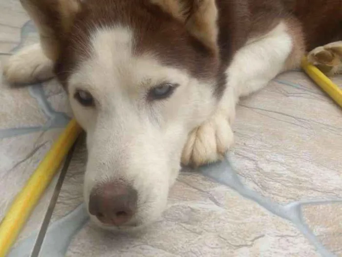 Cachorro ra a Husky siberiano idade 6 ou mais anos nome Spyke