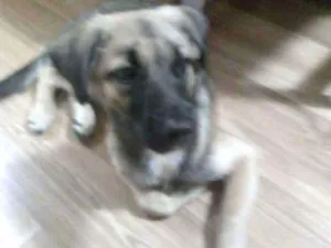 Cachorro raça SRD idade 2 a 6 meses nome Biscoito