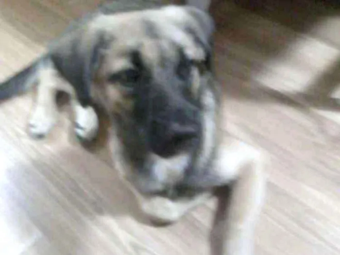 Cachorro ra a SRD idade 2 a 6 meses nome Biscoito