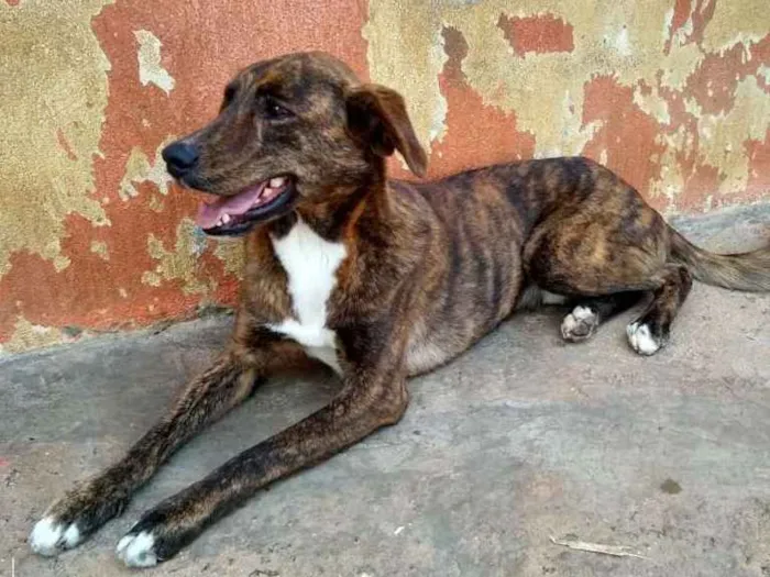 Cachorro ra a SRD idade 3 anos nome Raj