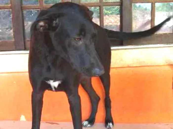 Cachorro ra a SRD idade 7 a 11 meses nome Estrela