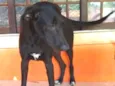 Estrela