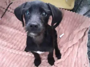 Cachorro raça Sem raça  idade 2 a 6 meses nome Nino