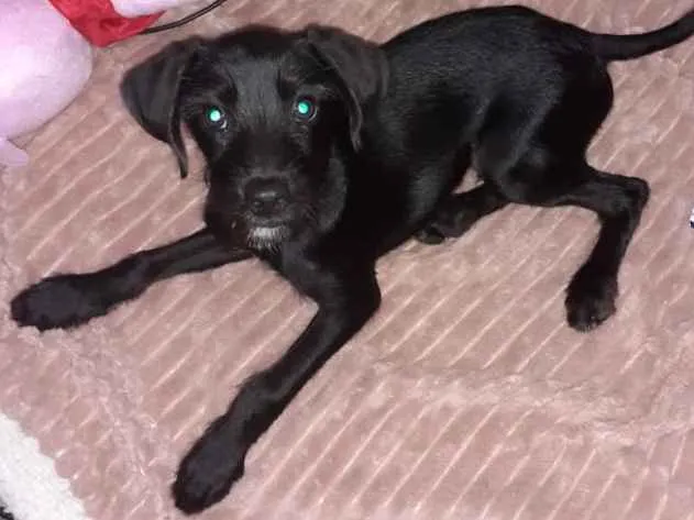 Cachorro ra a Sem raça  idade 2 a 6 meses nome Nino