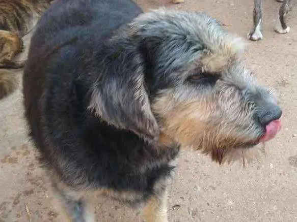 Cachorro raça SRD idade 4 anos nome Madruga