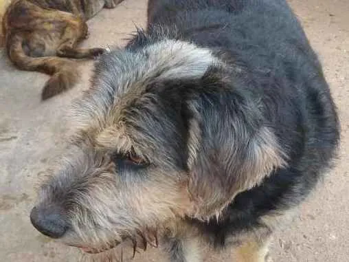 Cachorro raça SRD idade 4 anos nome Madruga