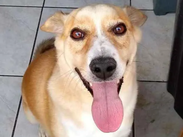 Cachorro ra a SRD idade 2 anos nome Alemão