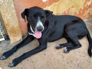Cachorro raça SRD idade 3 anos nome Sirius