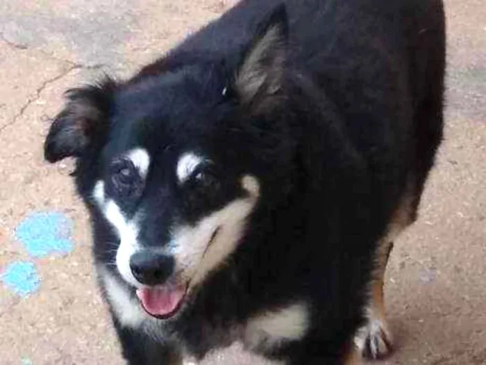 Cachorro ra a SRD idade 6 ou mais anos nome Toquinho
