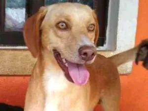 Cachorro raça SRD idade 1 ano nome Douglas
