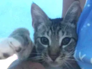 Gato raça SRD idade 2 a 6 meses nome Bijú 