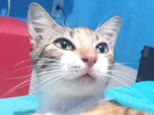 Gato raça SRD idade 2 anos nome Lexie