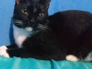 Gato raça SRD idade 1 ano nome Chambinho