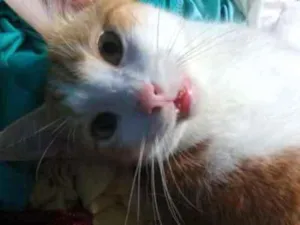 Gato raça SRD idade 2 anos nome Milk