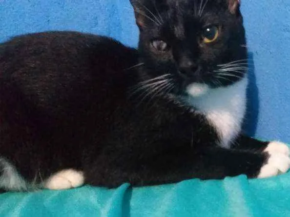 Gato raça SRD idade 2 anos nome Milk