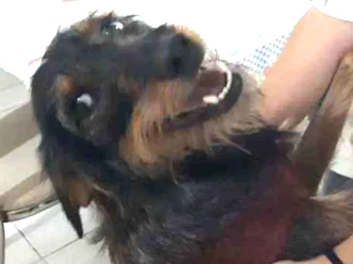 Cachorro ra a SRD idade 1 ano nome Sofia