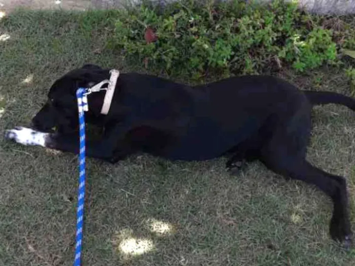 Cachorro ra a Labrador misturado idade 7 a 11 meses nome Zeus