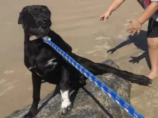 Cachorro ra a Labrador misturado idade 7 a 11 meses nome Zeus