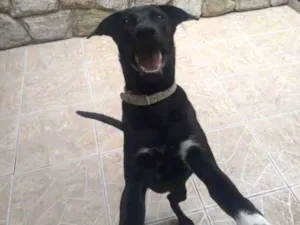 Cachorro raça Labrador misturado idade 7 a 11 meses nome Zeus