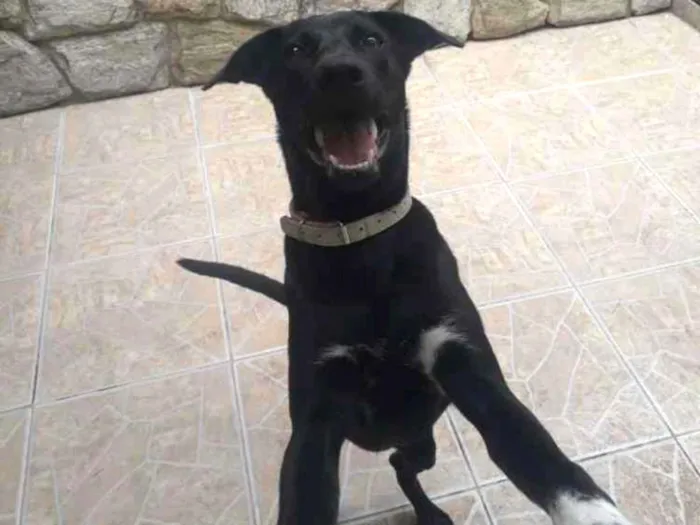 Cachorro ra a Labrador misturado idade 7 a 11 meses nome Zeus